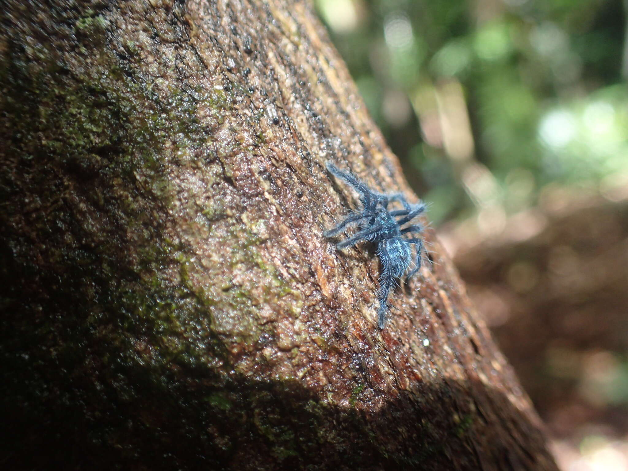 Image of Caribena laeta (C. L. Koch 1842)