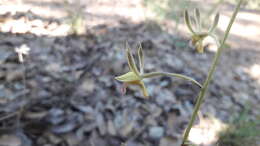 Eulophia seleensis (De Wild.) Butzin的圖片