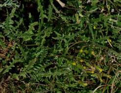 Image of Senecio runcinifolius J. H. Willis