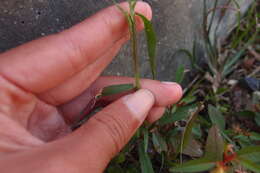 Image of viper grass