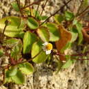 Image of Tridax platyphylla Robinson