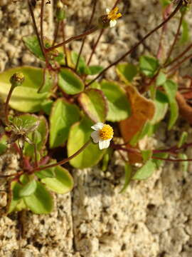 Image of Tridax platyphylla Robinson