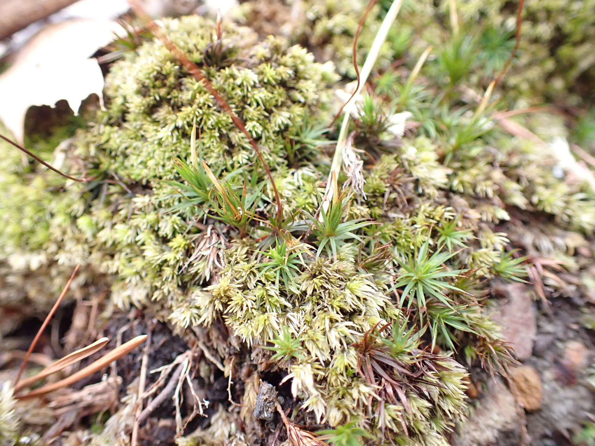 Image of Polytrichastrum ohioense G. L. Smith 1971