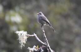 Image of Dark Pewee