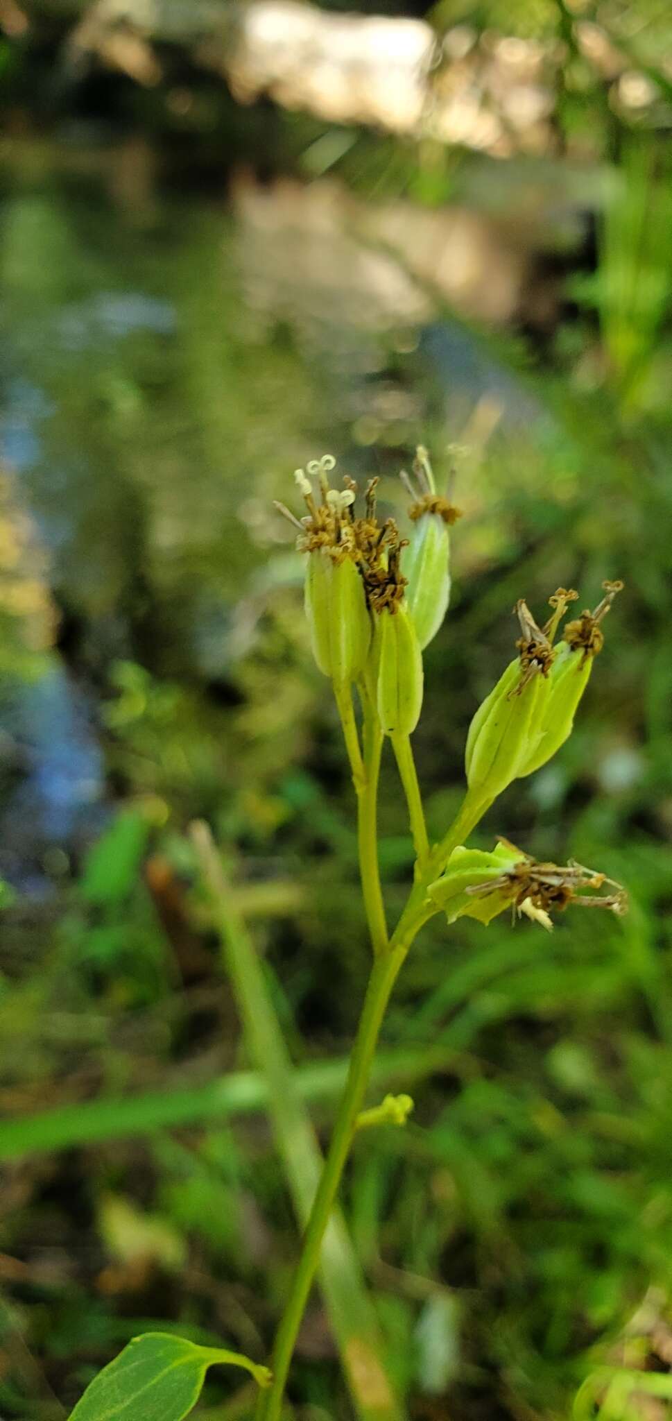 Image of variableleaf Indian plantain