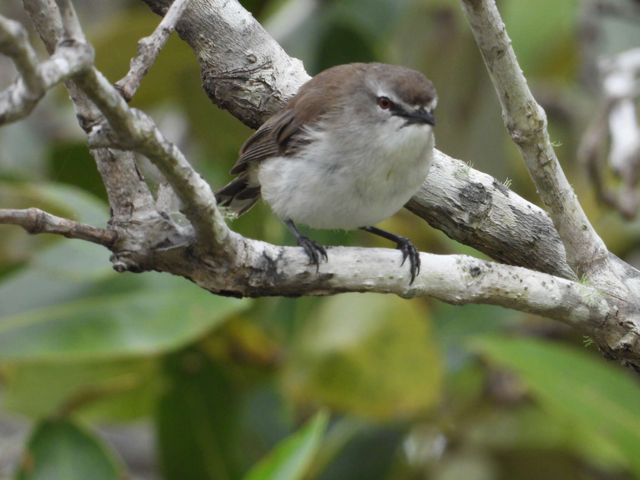 Image of Mangrove Gerygone