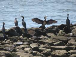 Plancia ëd Phalacrocorax carbo hanedae Kuroda & Nagamichi 1925