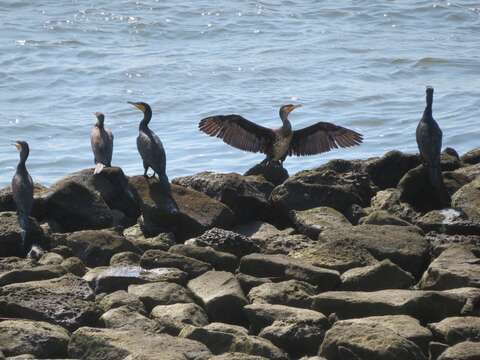 Image of Phalacrocorax carbo hanedae Kuroda & Nagamichi 1925