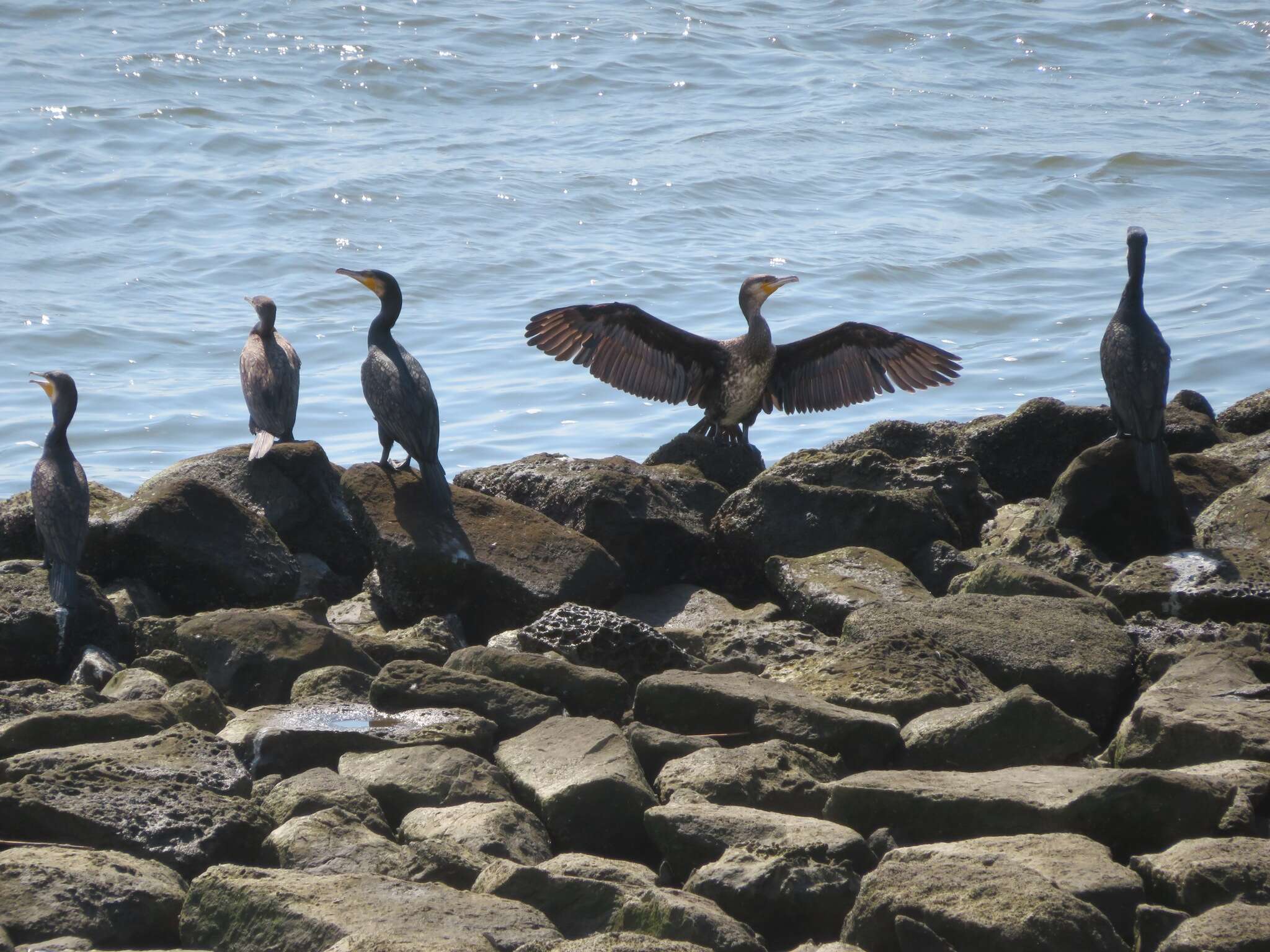 Plancia ëd Phalacrocorax carbo hanedae Kuroda & Nagamichi 1925