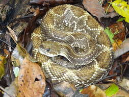 Image of Cascabel Rattlesnake