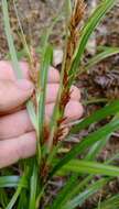 Слика од Morelotia affinis (Brongn.) S. T. Blake