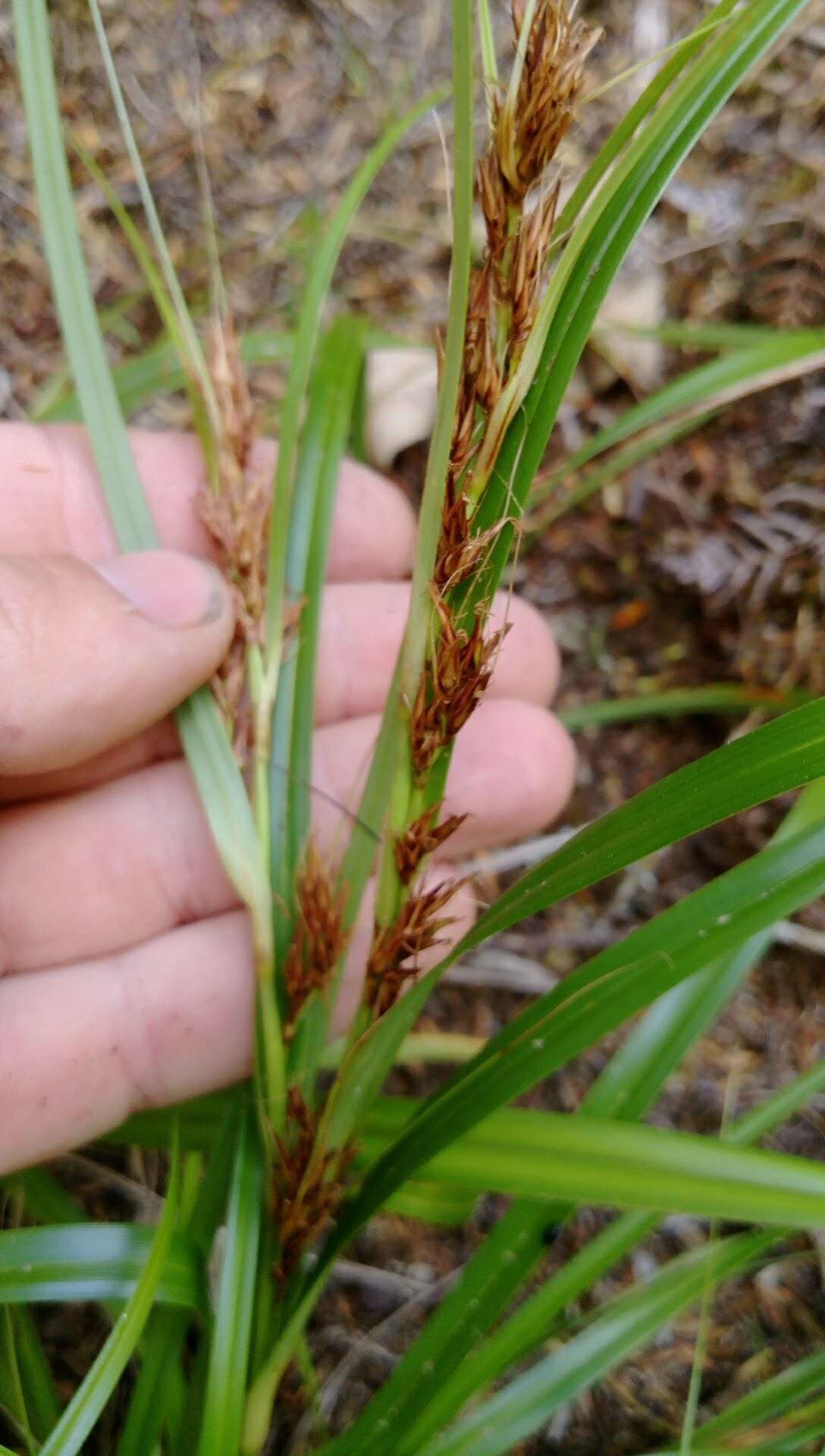 Morelotia affinis (Brongn.) S. T. Blake的圖片