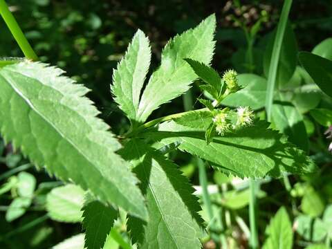 Image of Sanicula canadensis var. canadensis