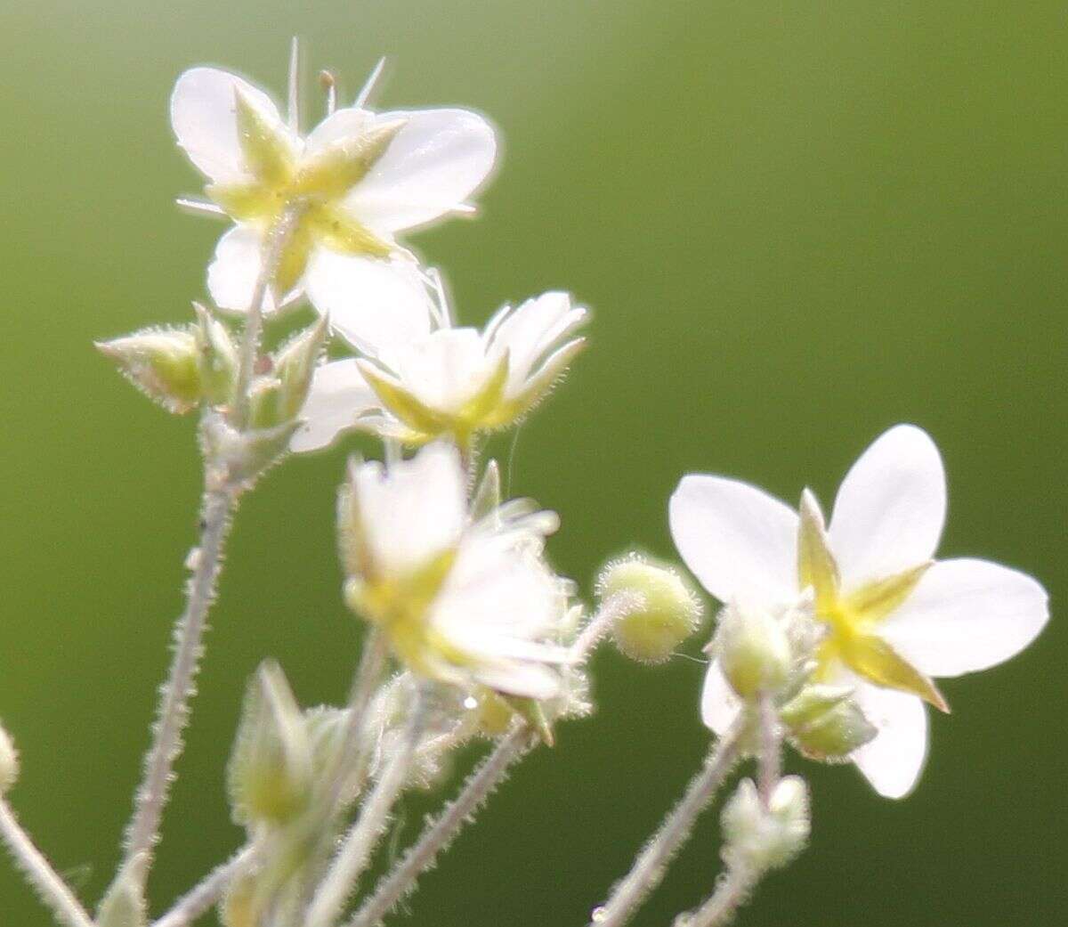 صورة Sabulina glaucina (Dvoráková) Dillenb. & Kadereit