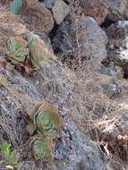 Image of Aeonium canariense (L.) Webb & Berth.