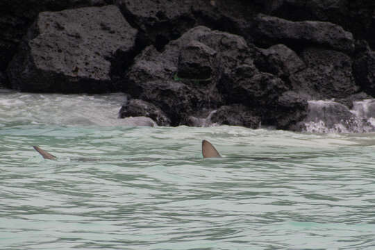 Image of Galapagos Shark