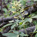 Image of red buckeye