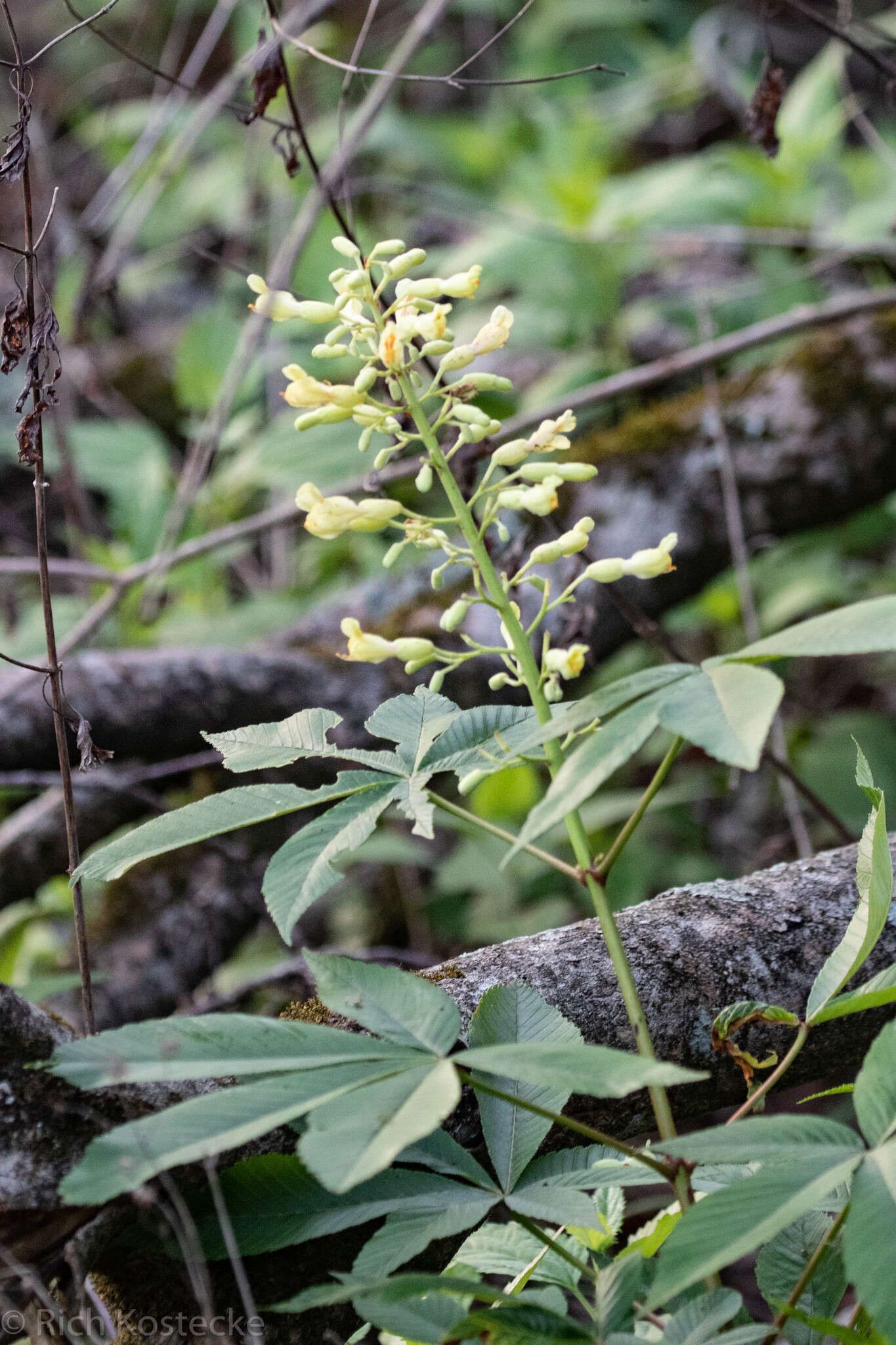 Imagem de Aesculus pavia var. flavescens (Sarg.) Correll