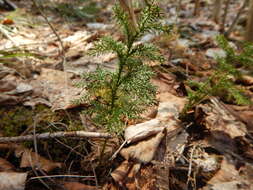 Imagem de Dendrolycopodium hickeyi (W. H. Wagner, Beitel & R. C. Moran) A. Haines