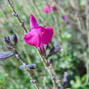 Image of Salvia macellaria Epling