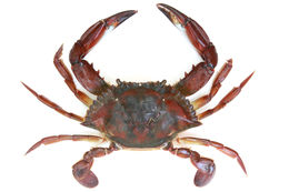 Image of Bocourt swimming crab