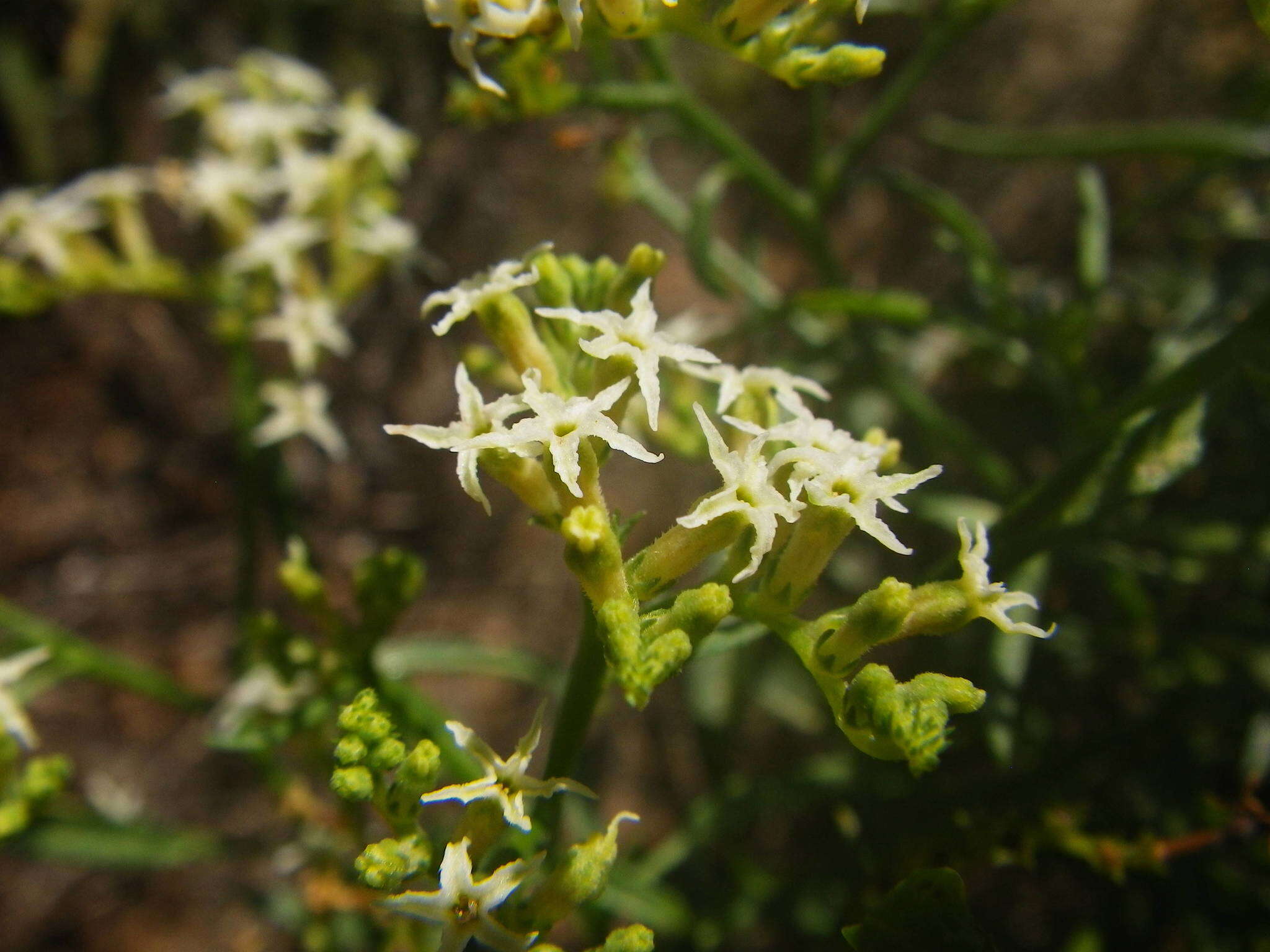 Imagem de Heliotropium messerschmidioides Kuntze