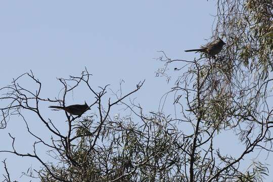 Image of Chirruping Wedgebill