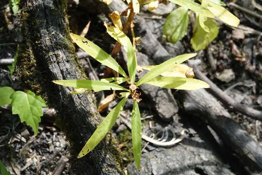 Image of manyfruit primrose-willow