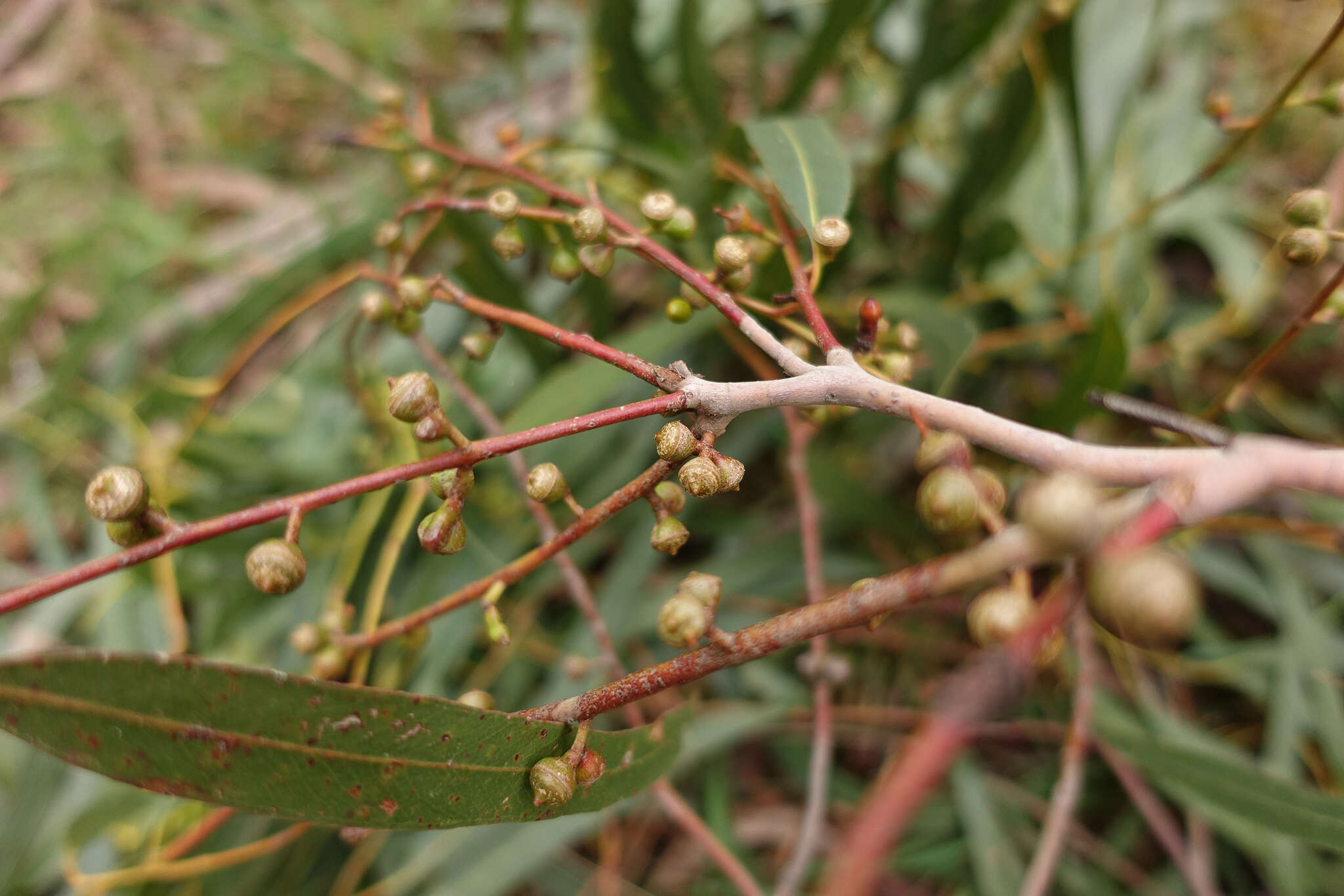 Image of Eucalyptus viminalis subsp. viminalis