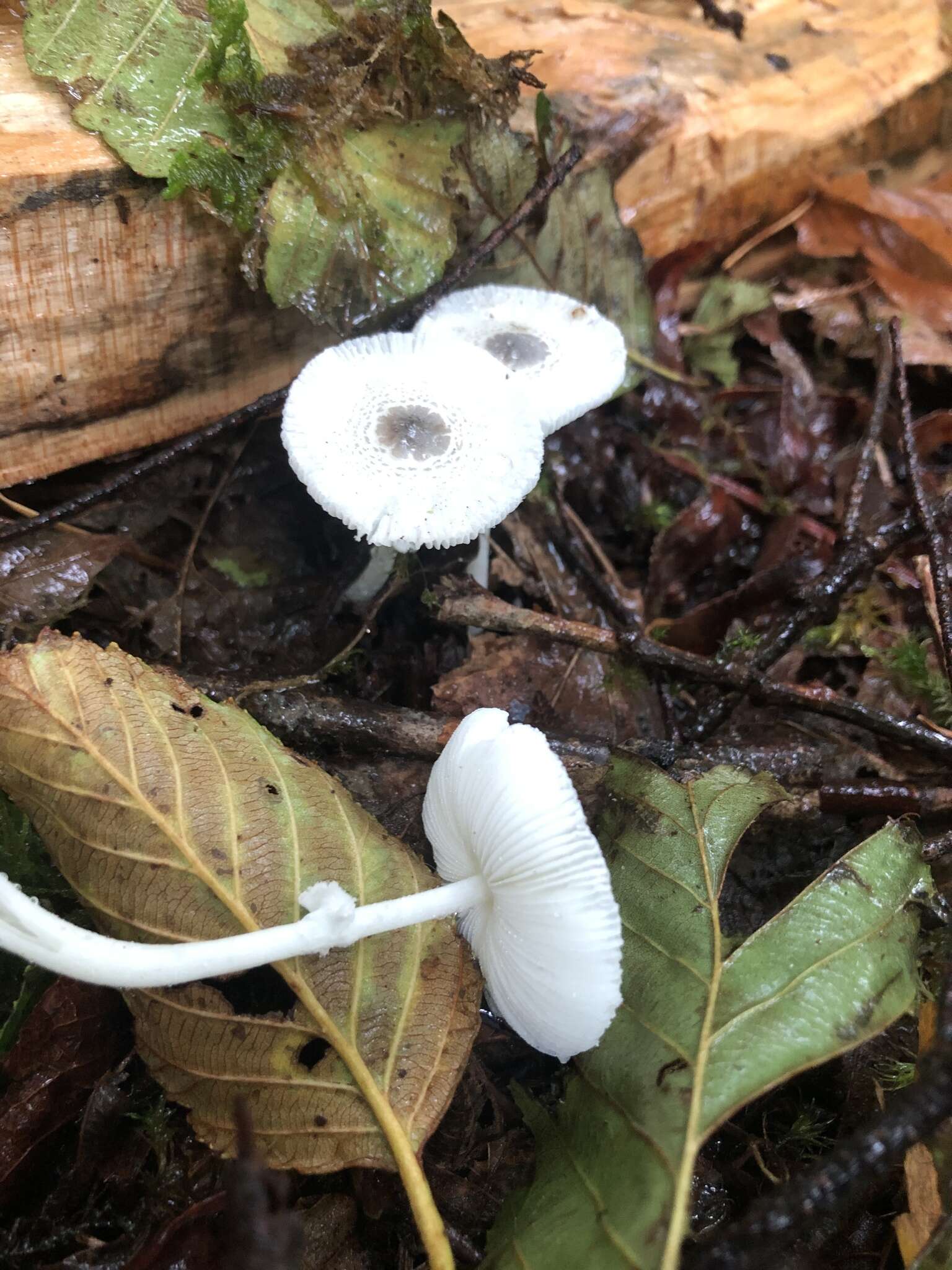 Image of Leucocoprinus brebissonii (Godey) Locq. 1943