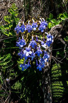 Sivun Streptocarpus trabeculatus Hilliard kuva