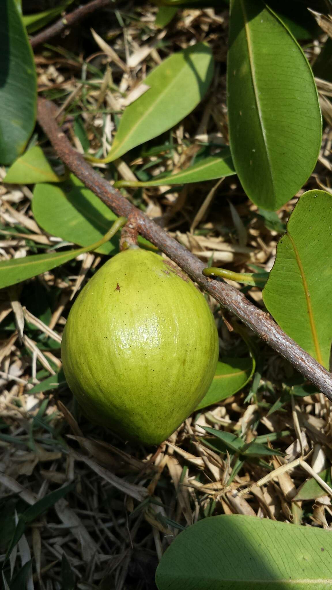 Image de Donella fenerivensis Aubrév.