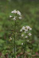 Imagem de Lysimachia candida Lindl.