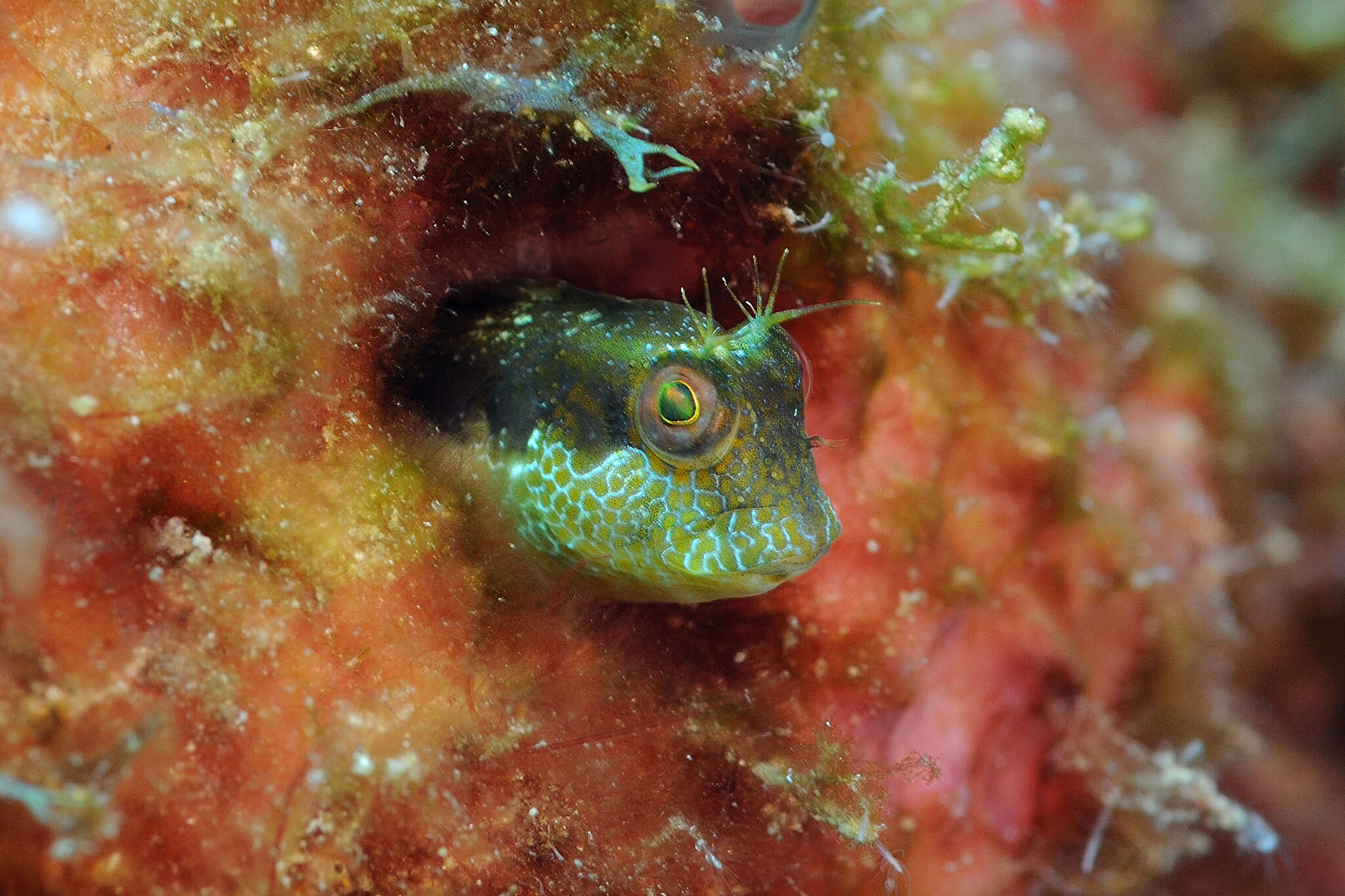 Image of Seaweed Blenny