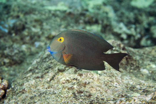 Image of Bristletoothed Surgeonfish