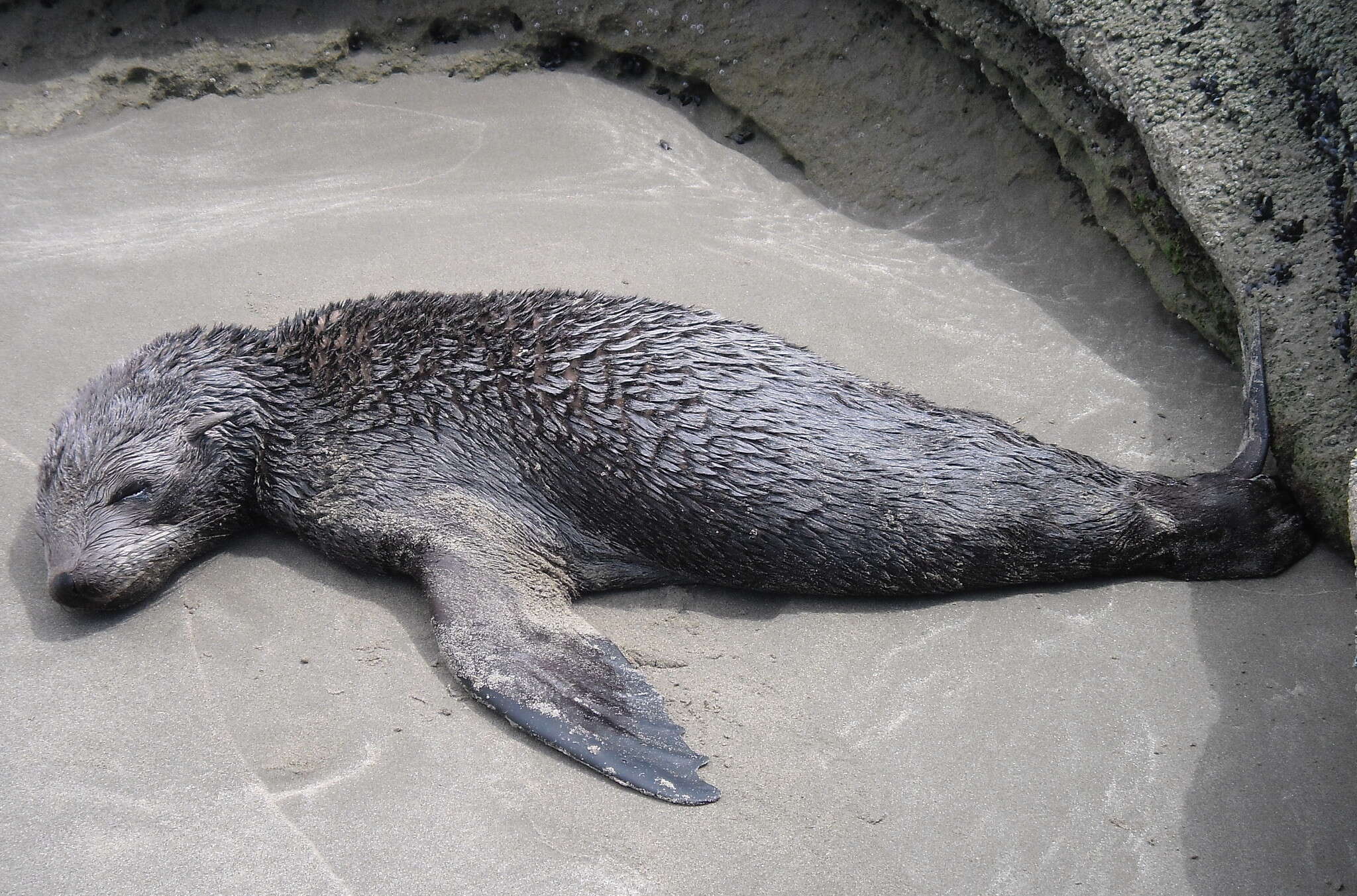 Image of Cape fur seal