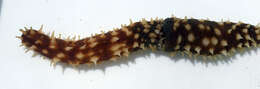 Image of Sand sifting sea cucumber