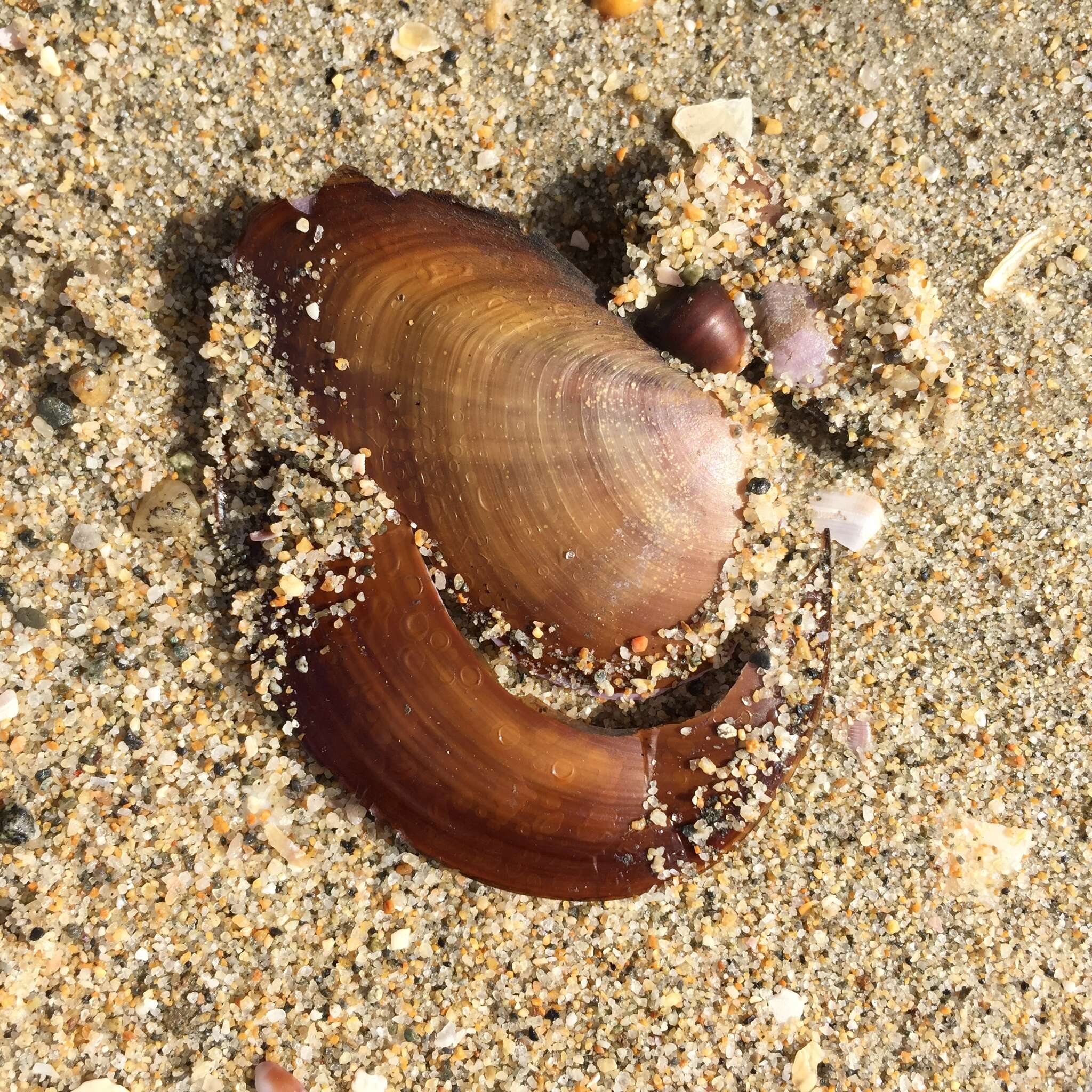 Image of California mahogany-clam