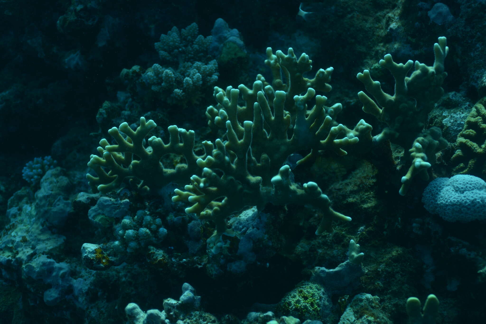 Image of Fire coral