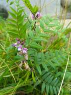 Image of bush vetch