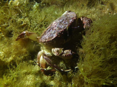 Imagem de Nectocarcinus integrifrons (Latreille 1825)