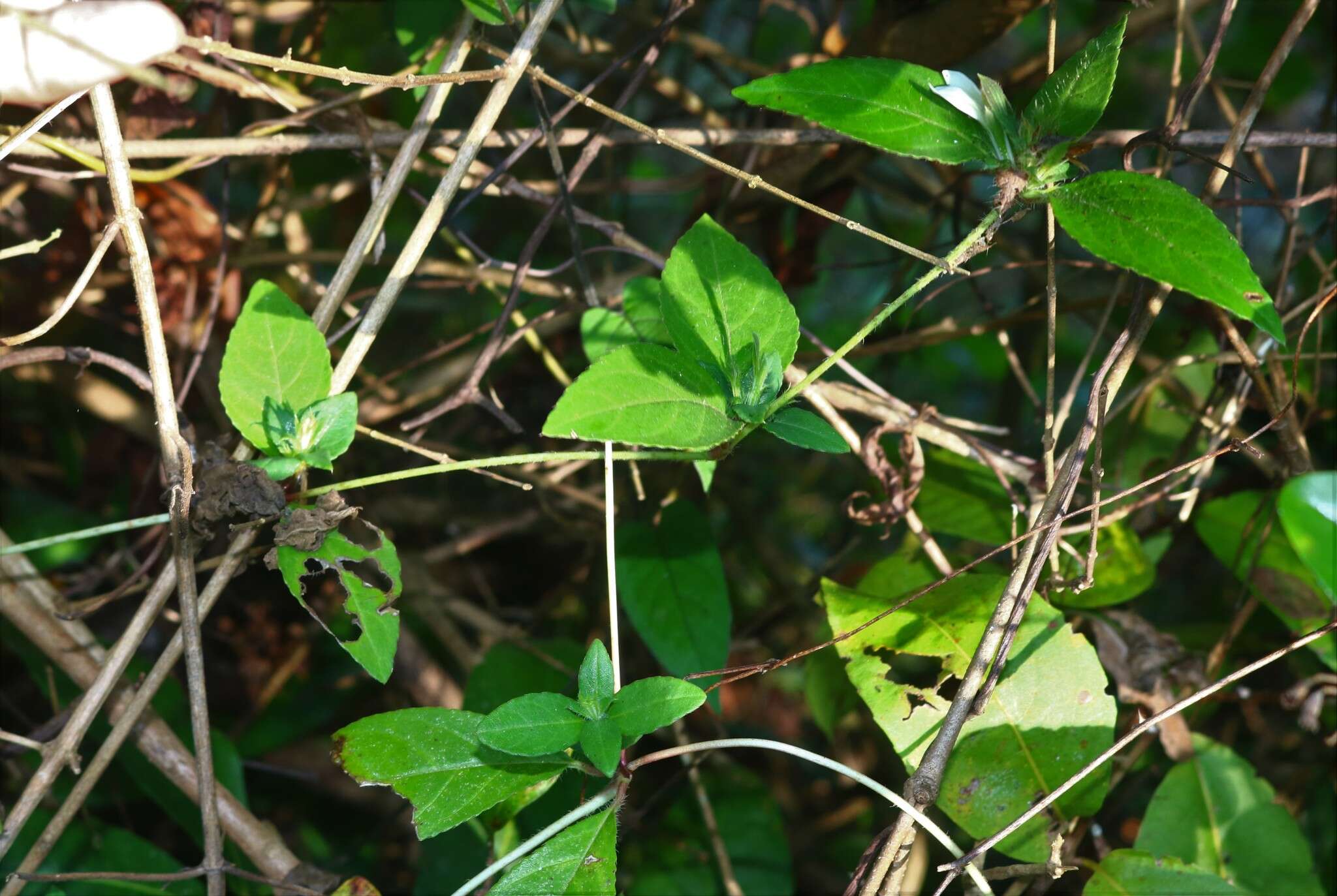 Cynarospermum asperrimum (Nees) K. Vollesen resmi