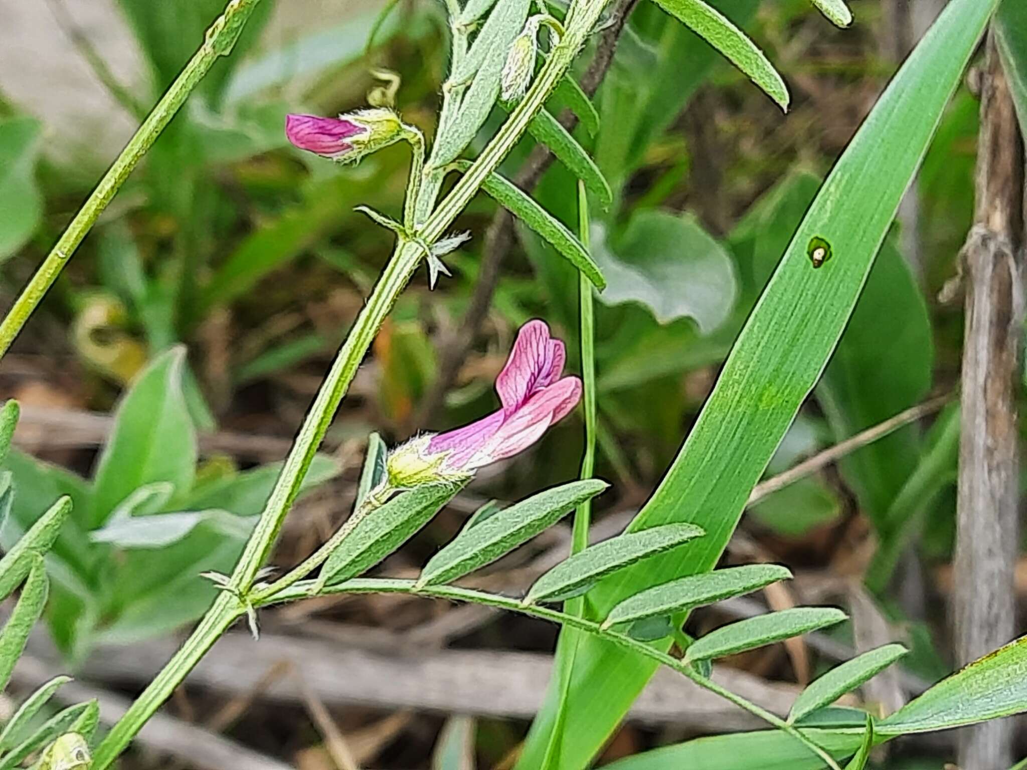 Imagem de Vicia monantha Retz.