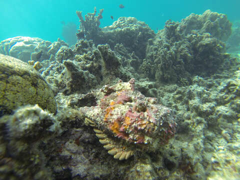 Image of Reef stonefish