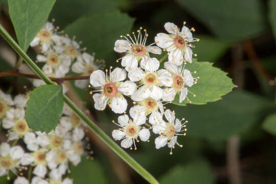 Image of Spiraea decumbens Koch