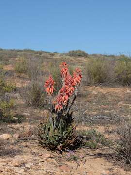 Image of Aloe krapohliana Marloth