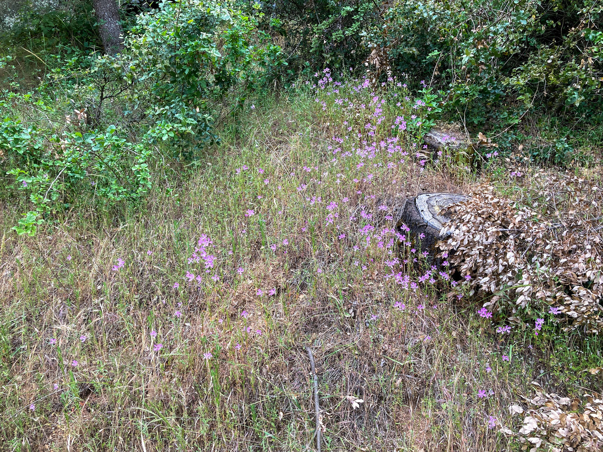 Plancia ëd Clarkia biloba subsp. brandegeae (Jepson) F. H. Lewis & M. E. Lewis