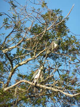 Image of Kererū