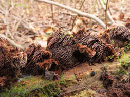 Gloiodon strigosus (Sw.) P. Karst. 1879的圖片