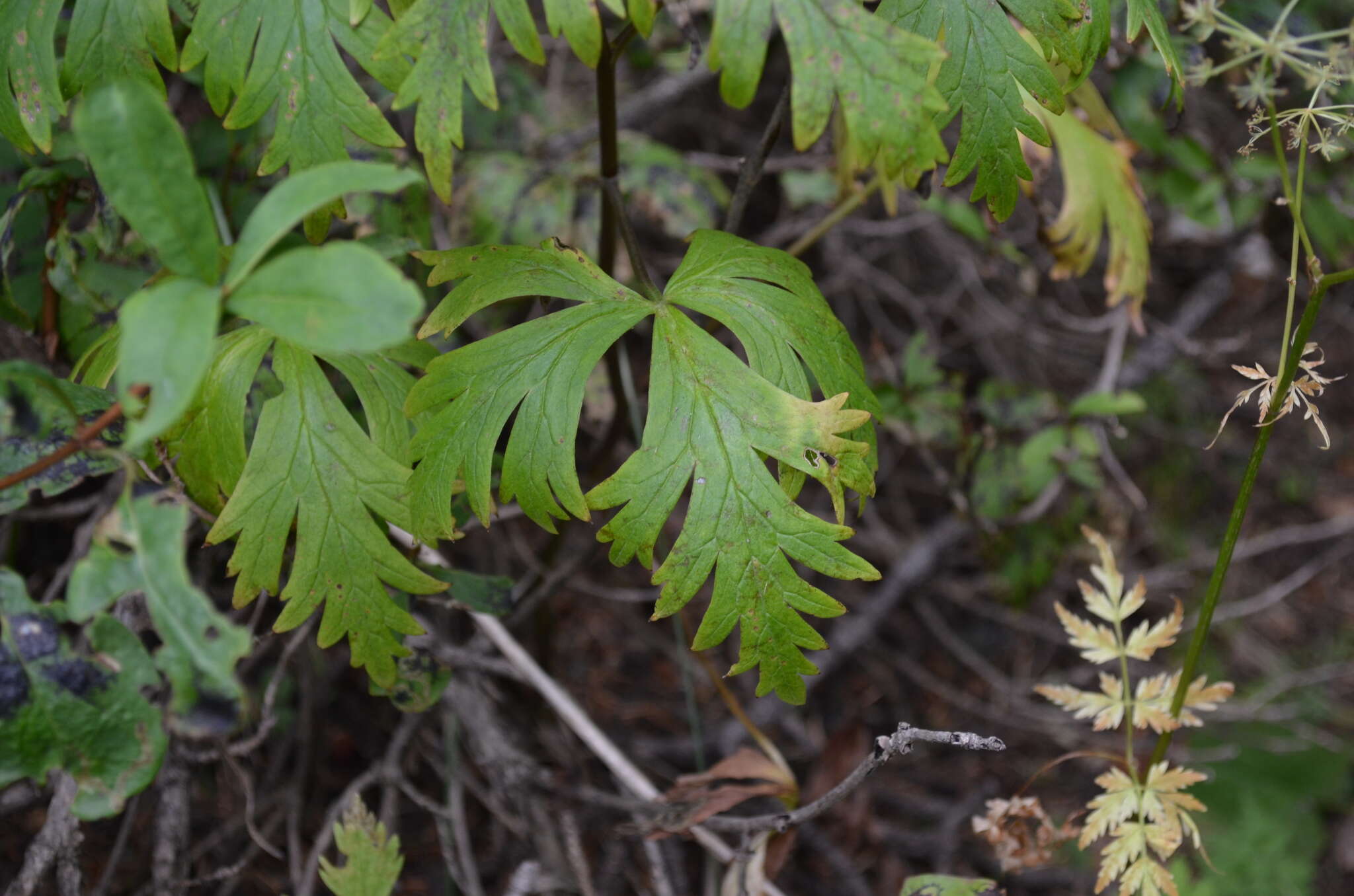 Image of Aconitum nemorum Popov